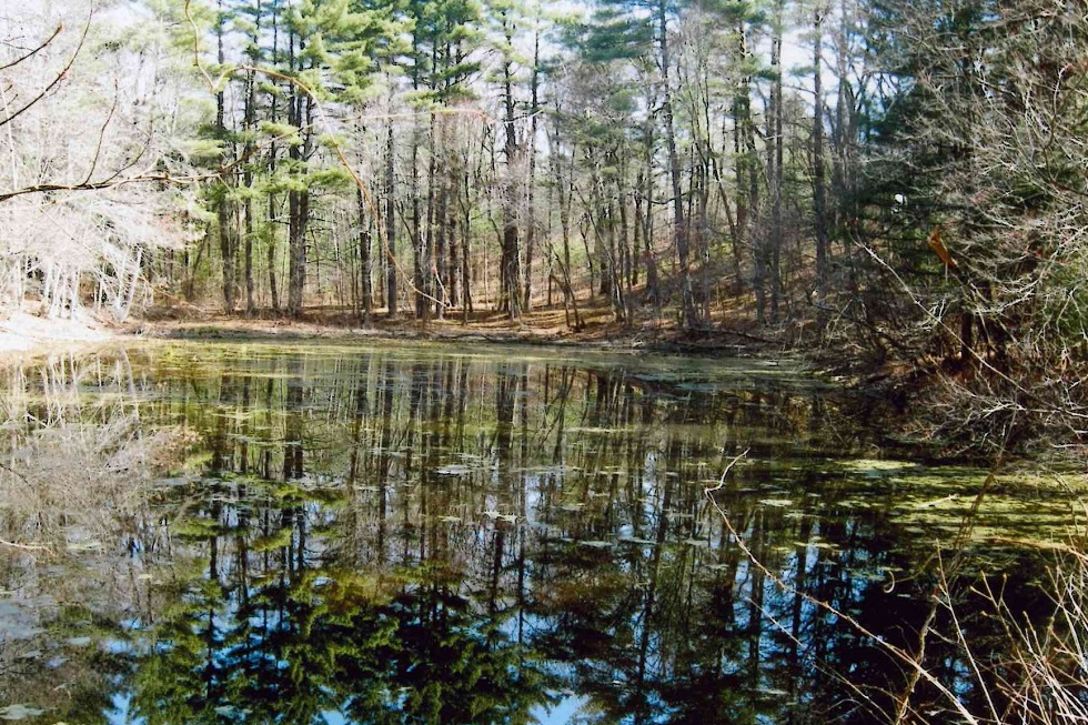 Haynes Meadow Conservation Land » Sudbury