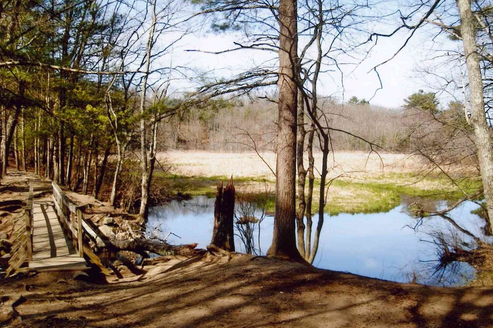 Haynes Meadow Conservation Land » Sudbury