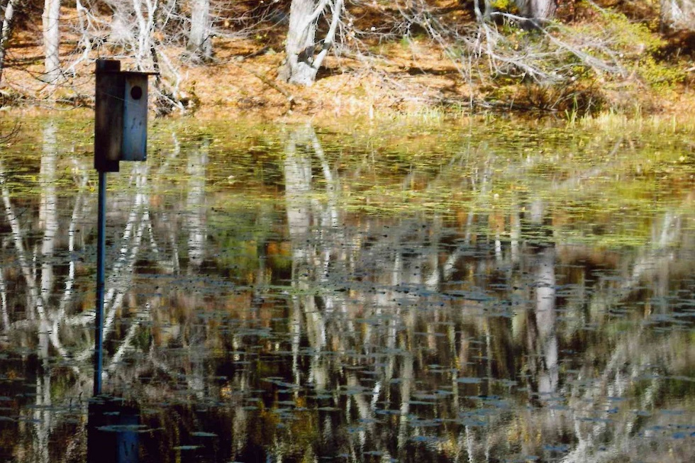 King Philip Woods Conservation Land » Sudbury