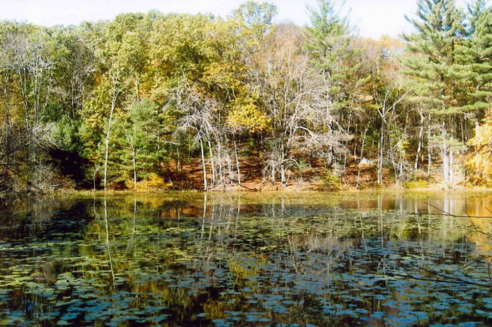 King Philip Woods Conservation Land » Sudbury