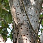 Holes in the bark of a tree