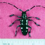 Asian longhorned beetle
