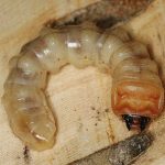 Asian longhorned beetle larvae