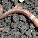 Worm