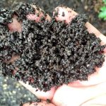 Soil