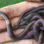 Asian jumping worms