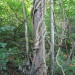 Asiatic bittersweet vines
