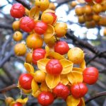 Asiatic bittersweet berries