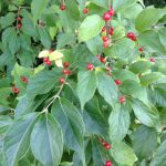 Asiatic Honeysuckle berries