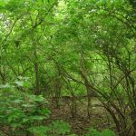 Asiatic Honeysuckle bushes