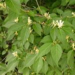 Asiatic Honeysuckle flowers