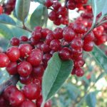 Autumn Olive berries