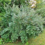 Autumn Olive bush