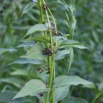 Black Swallowwort