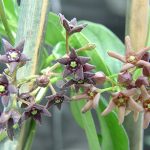 Black Swallowwort flowers