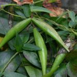 Black Swallowwort seedpods