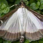 Box Tree Moth Adult