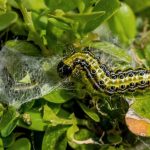 Box Tree Moth Caterpillar