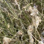Box Tree Moth damage