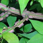 Burning Bush bark