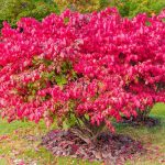 Red burning bush shrub