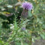 Thistle flower
