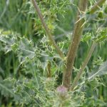 Thistle stem
