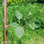 Common buckthorn