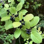 Common buckthorn berries