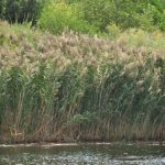 Common Reed Phragmite