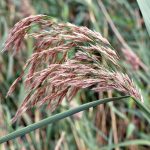 Common Reed Phragmite seed head