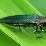 Adult Emerald Ash Borer