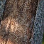 Emerald Ash Borer tree damage