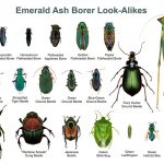 Emerald Ash Borer look-alikes