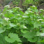Garlic mustard flowering
