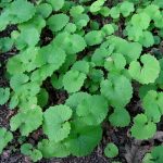 Garlic mustard rosettes