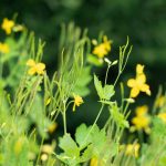 Greater Celandine flowers