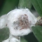 Clump of Hemlock Woolly Adelgids