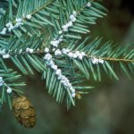 Hemlock Woolly Adelgid damage
