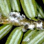 Hemlock Woolly Adelgids