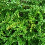 Green Japanese Barberry