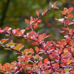 Red Japanese Barberry