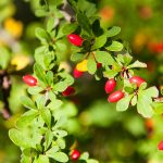 Japanese Barberry berries
