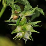 Japanese Hops flower