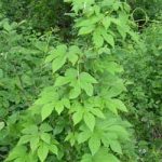 Japanese Hops leaves