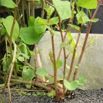 Japanese knotweed bark