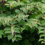 Japanese knotweed flowers
