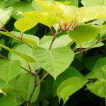 Japanese knotweed leaves