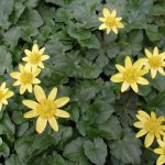 Lesser Celandine yellow flowers