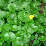 Lesser Celandine leaves